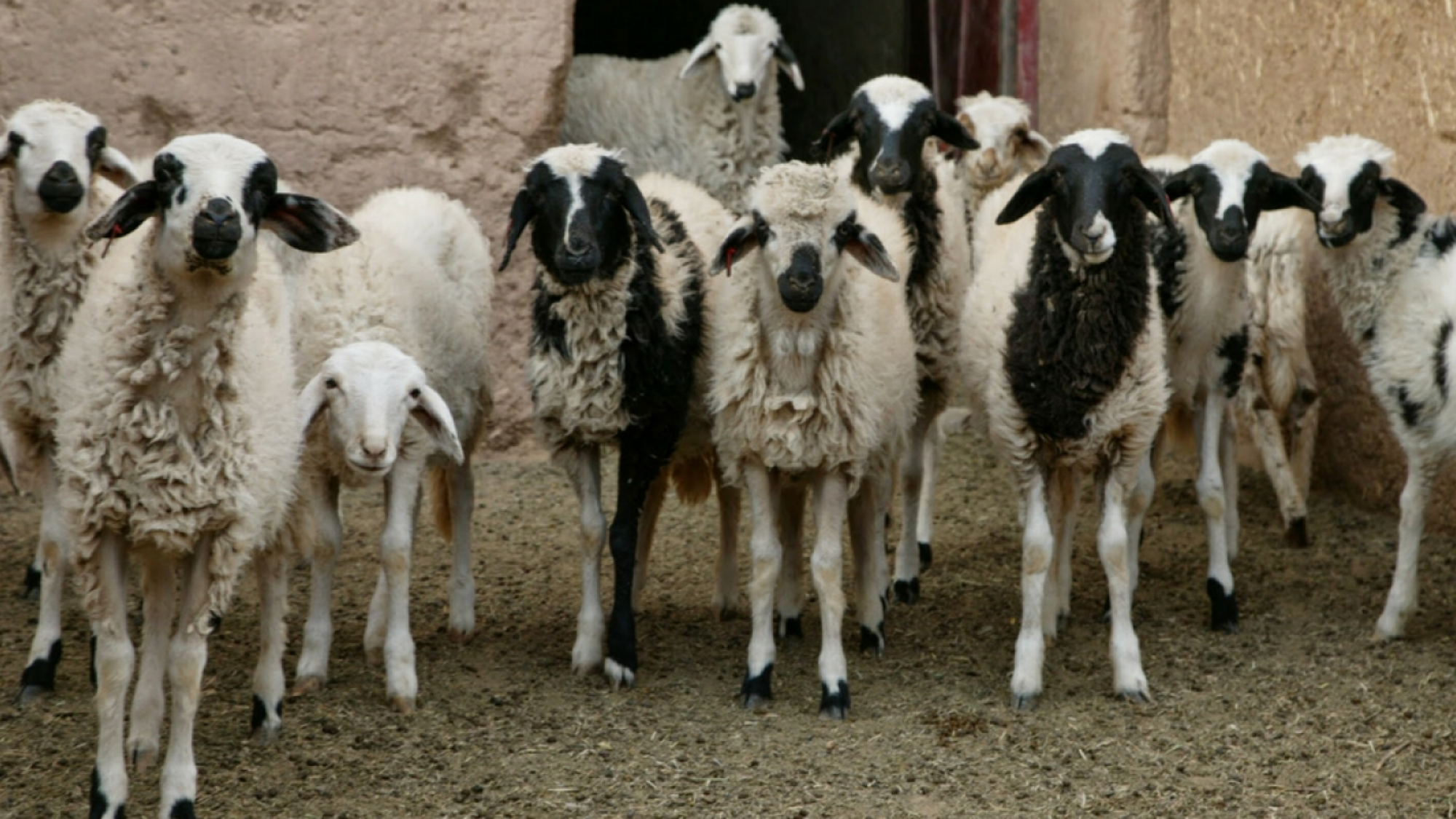 Des habitants du domaine