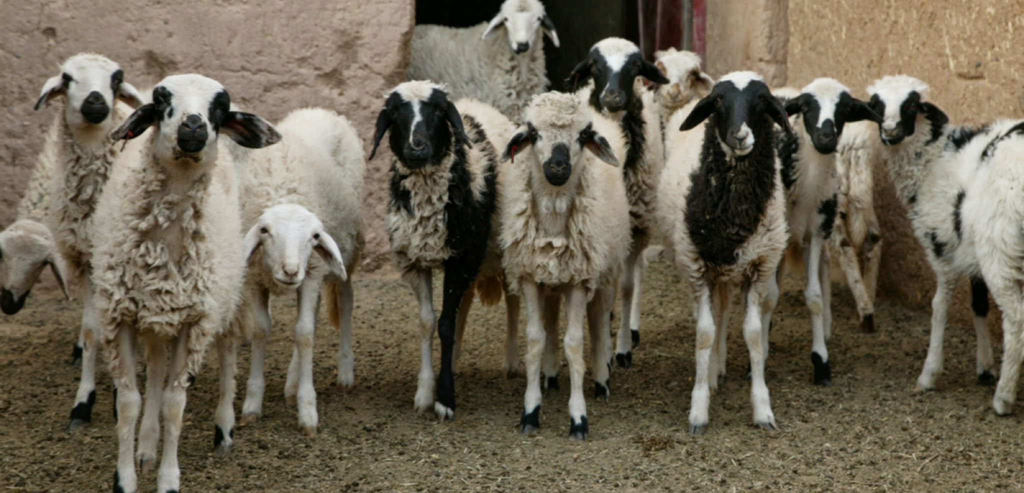 Des habitants du domaine