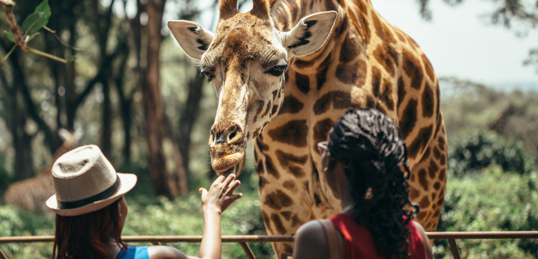 Ou d'un centre de sauvetage pour girafes (selon date de départ)