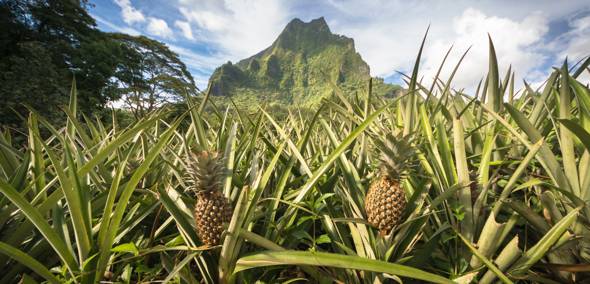 ...ses champs d'ananas