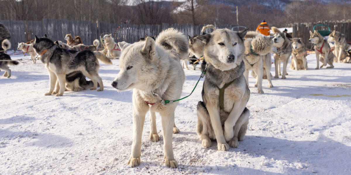 Traîneau à chiens, Mongolie