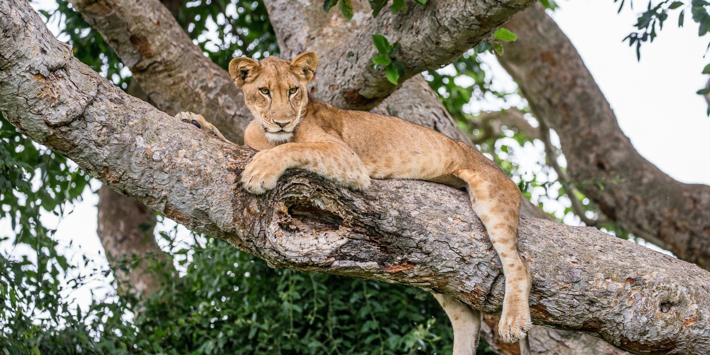 Parc national Queen Elizabeth, Ouganda 