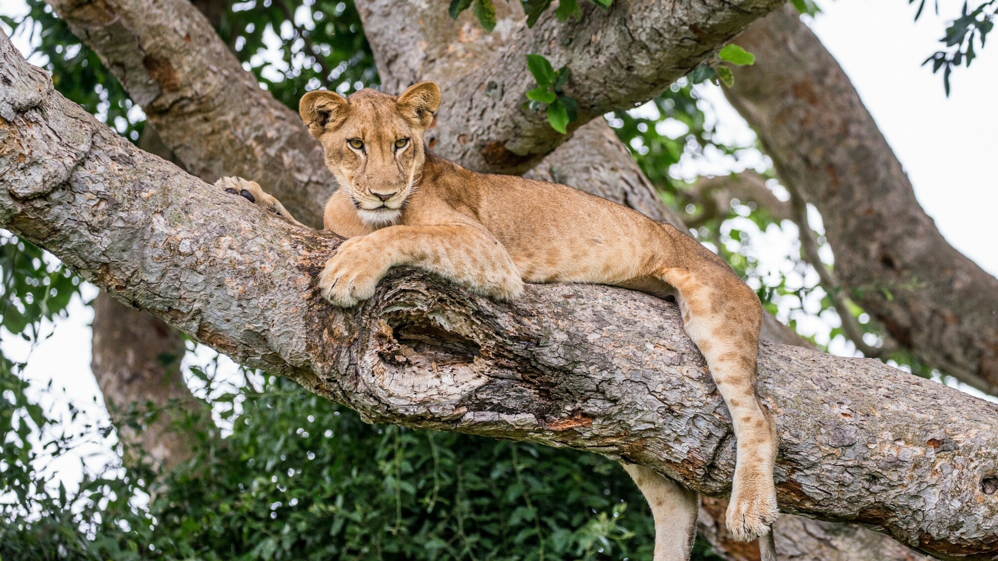 Parc national Queen Elizabeth, Ouganda