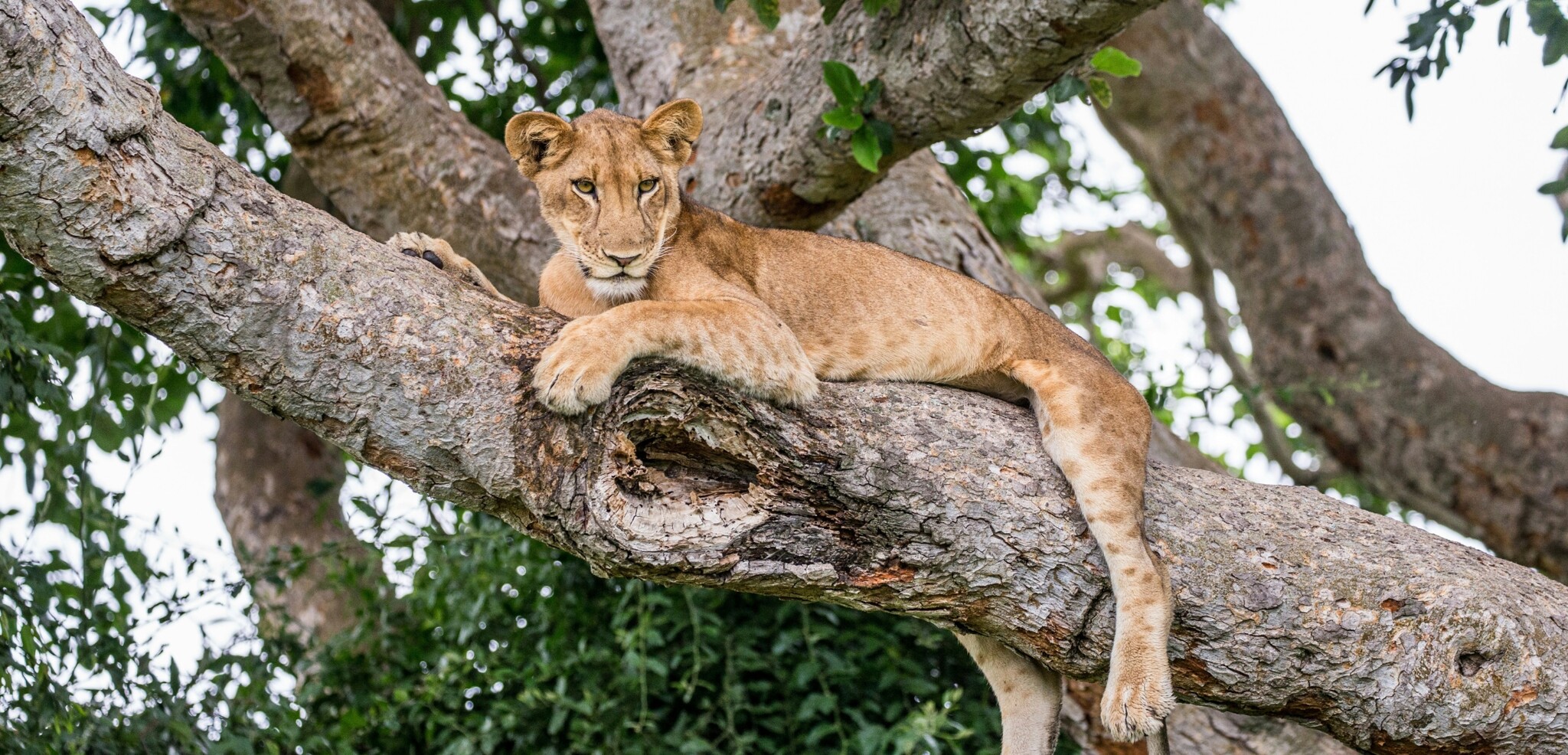 Parc national Queen Elizabeth, Ouganda
