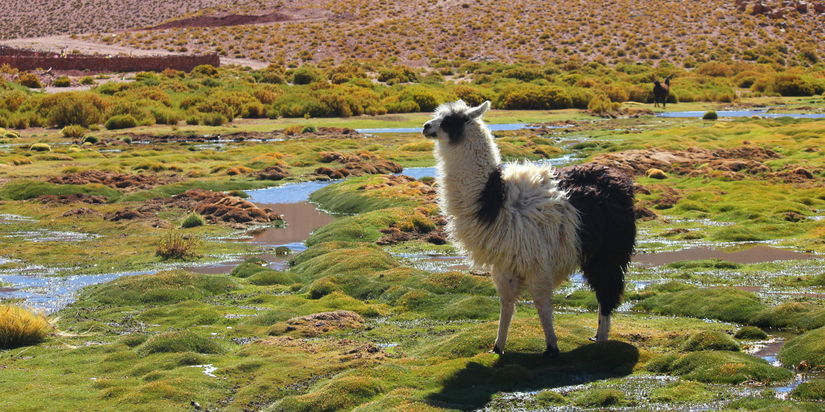 Profitez des trajets pour admirer les paysages plein de contraste...et faire coucou aux lamas ! 