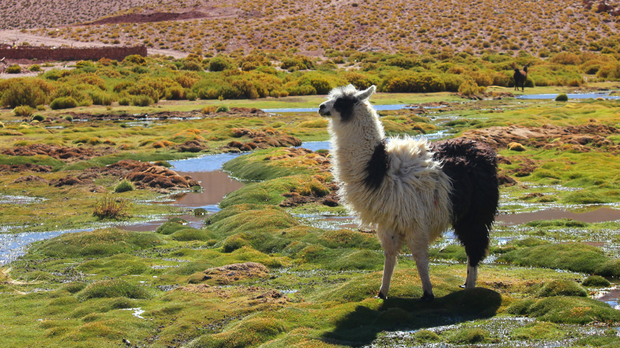 Profitez des trajets pour admirer les paysages plein de contraste...et faire coucou aux lamas !