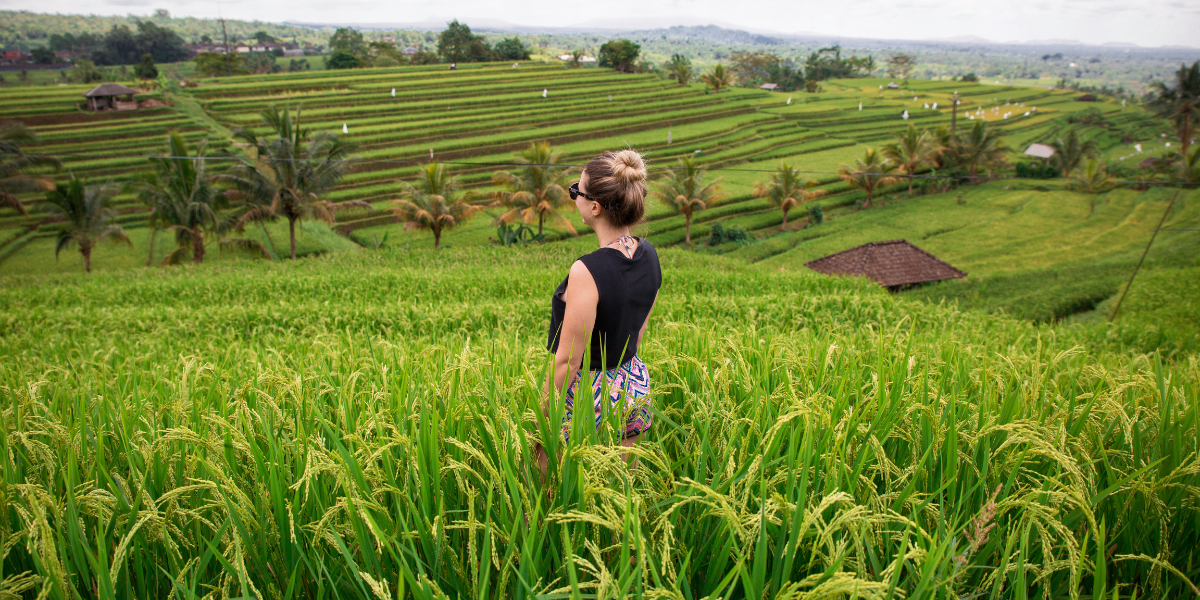 Les paysages verdoyants de la campagne balinaise - jour 5 