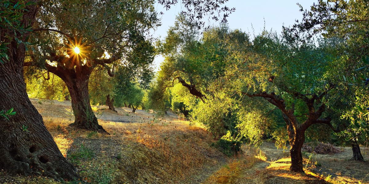 A la découverte des petits producteurs, le long des oliviers