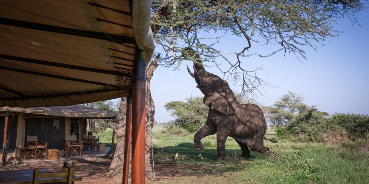 Les éléphants qui se joignent à votre petit déjeuner à Serengeti : Mawe Tented camp (ou similaire) - jours 3 et 4 