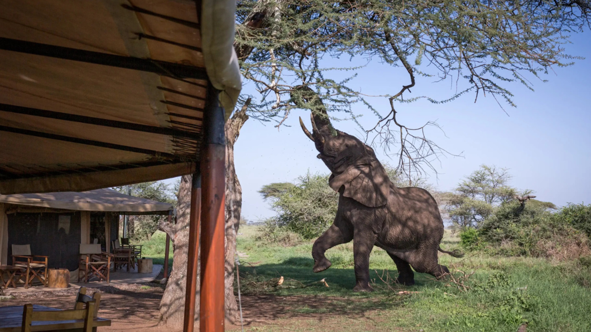 Les éléphants qui se joignent à votre petit déjeuner à Serengeti : Mawe Tented camp (ou similaire) - jours 3 et 4