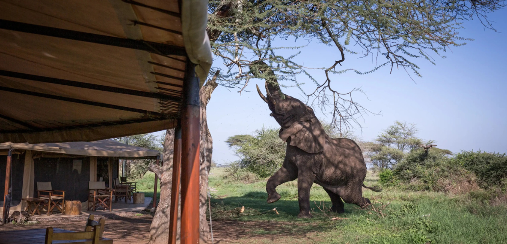 Les éléphants qui se joignent à votre petit déjeuner à Serengeti : Mawe Tented camp (ou similaire) - jours 3 et 4