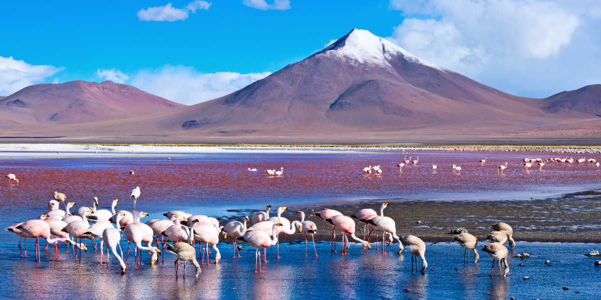 Les colonies de flamants roses avec en fond le volcan Ollague 