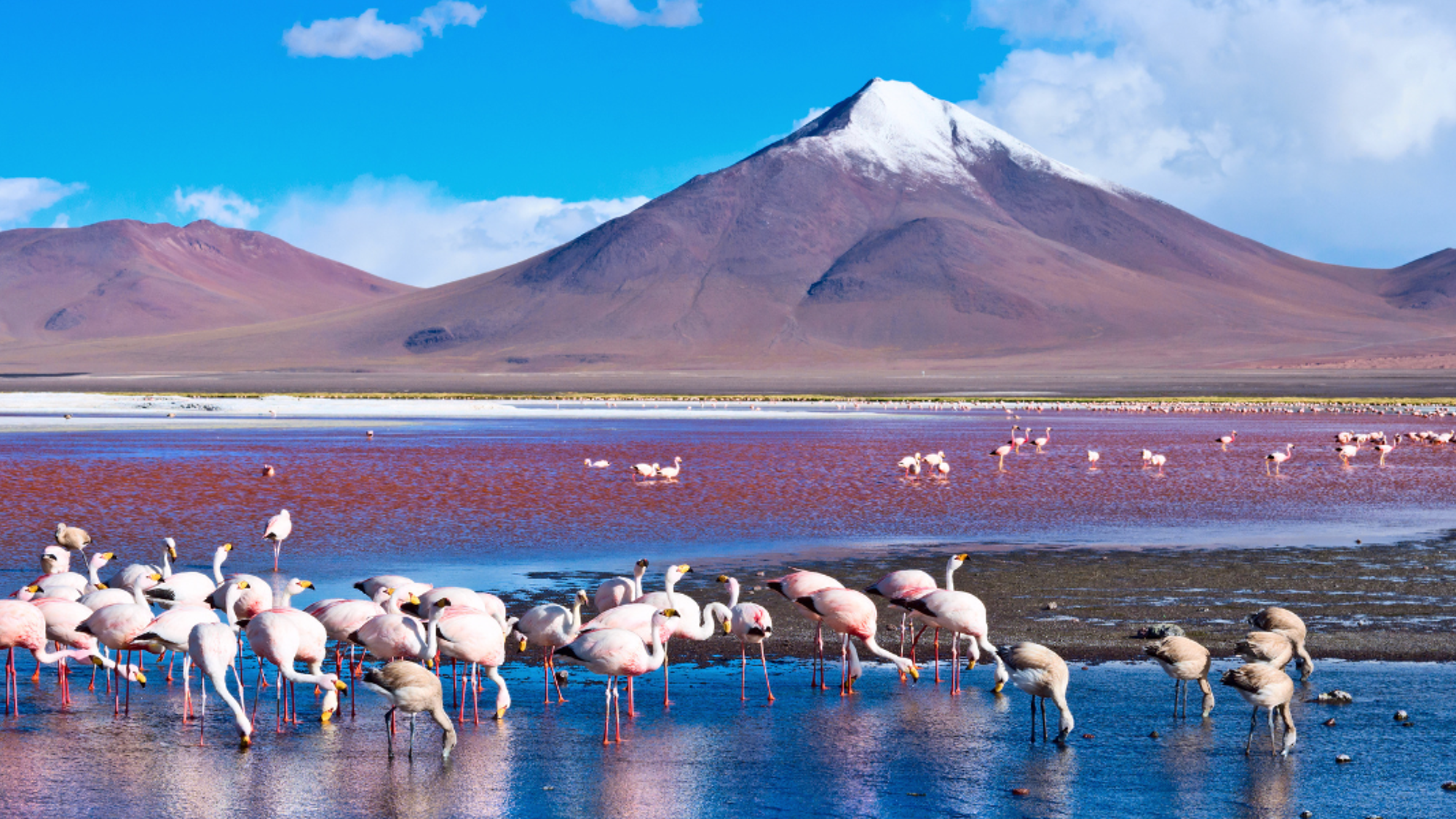 Les colonies de flamants roses avec en fond le volcan Ollague
