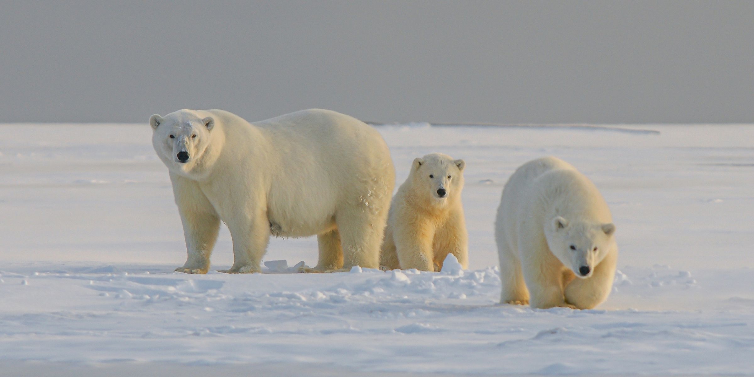 Ours polaires, Svalbard, Norvège