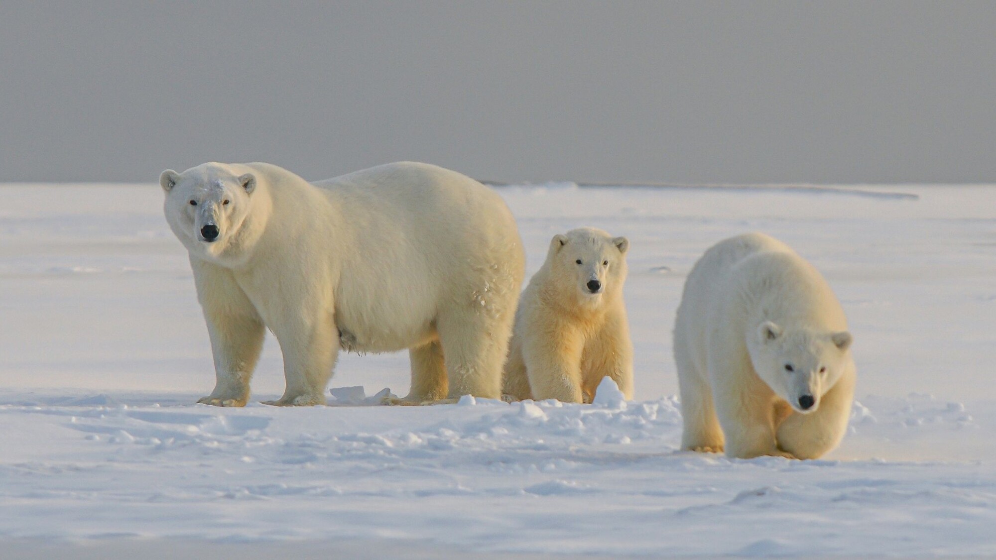 Ours polaires, Svalbard, Norvège