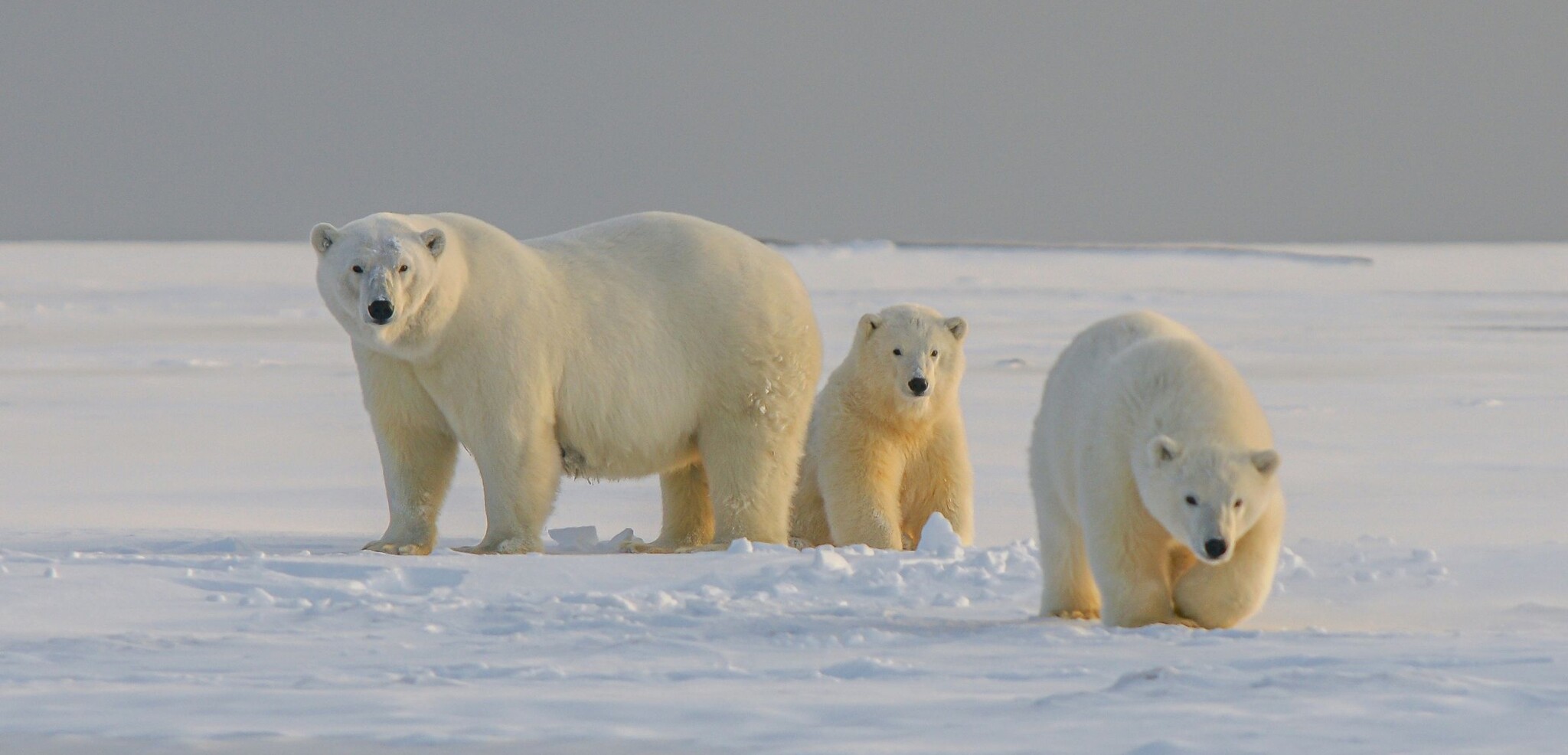Ours polaires, Svalbard, Norvège