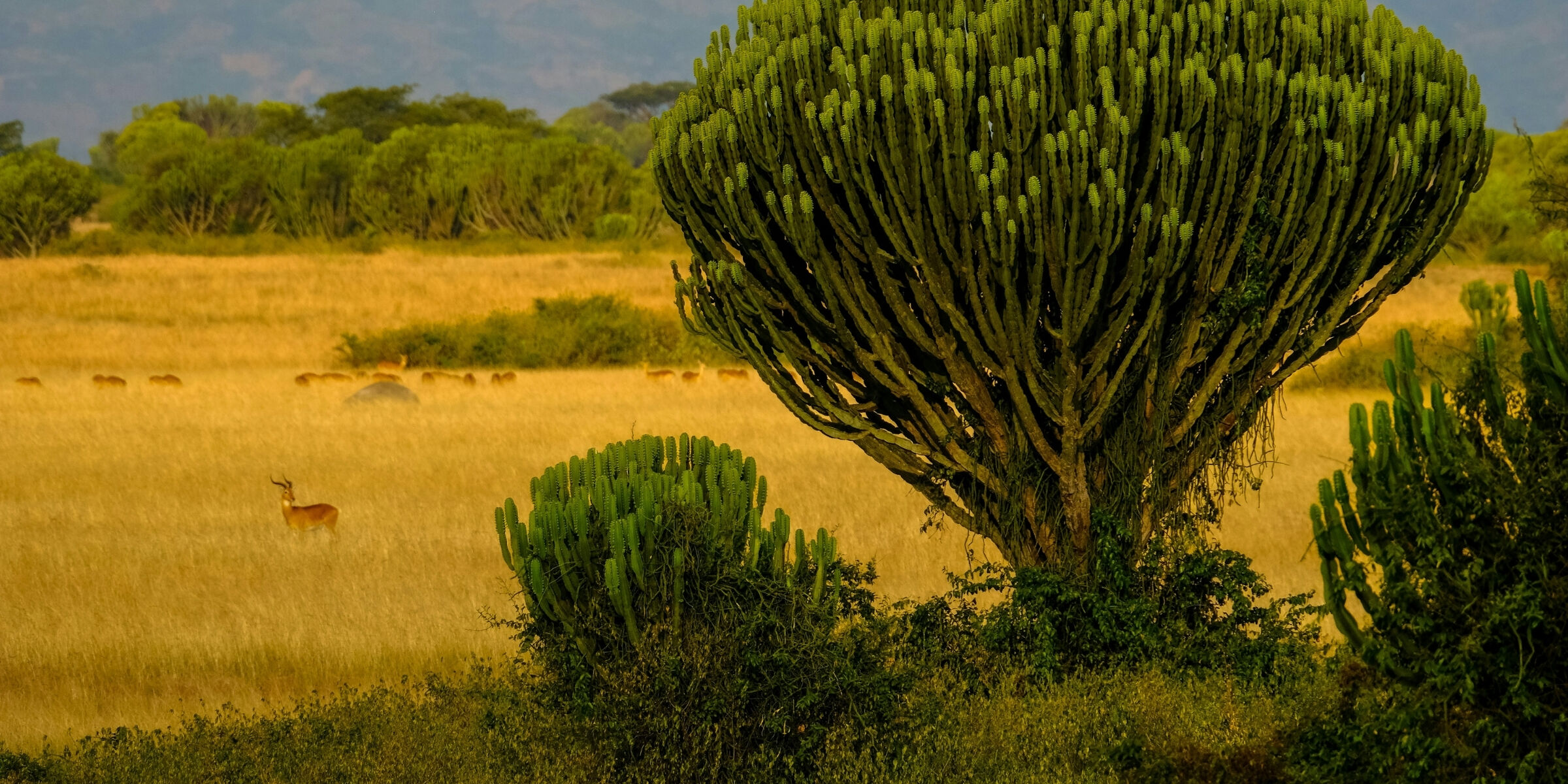 Parc national Queen Elizabeth, Ouganda