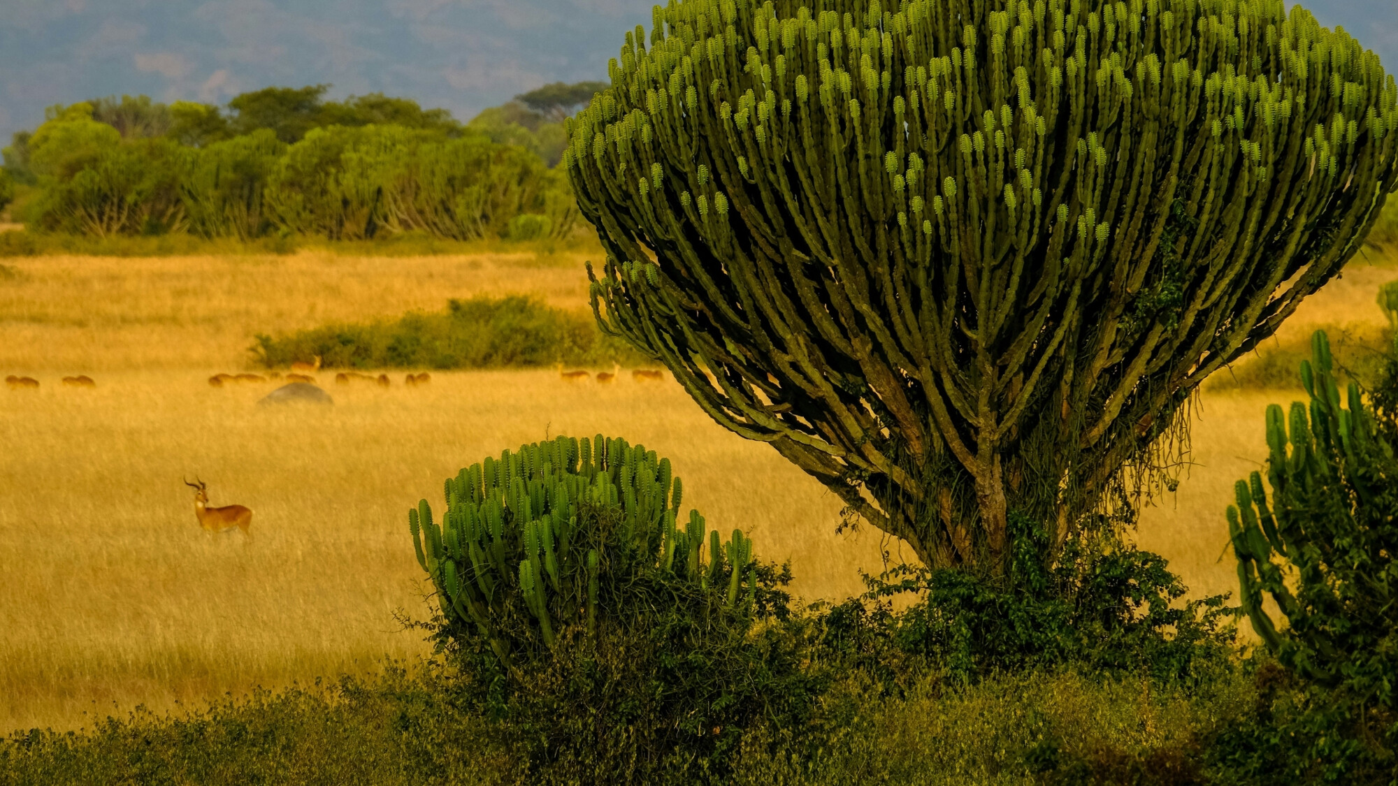 Parc national Queen Elizabeth, Ouganda