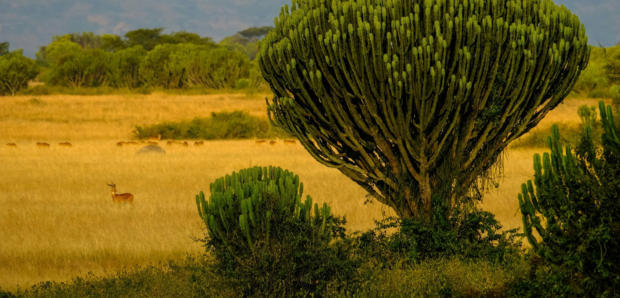 Parc national Queen Elizabeth, Ouganda