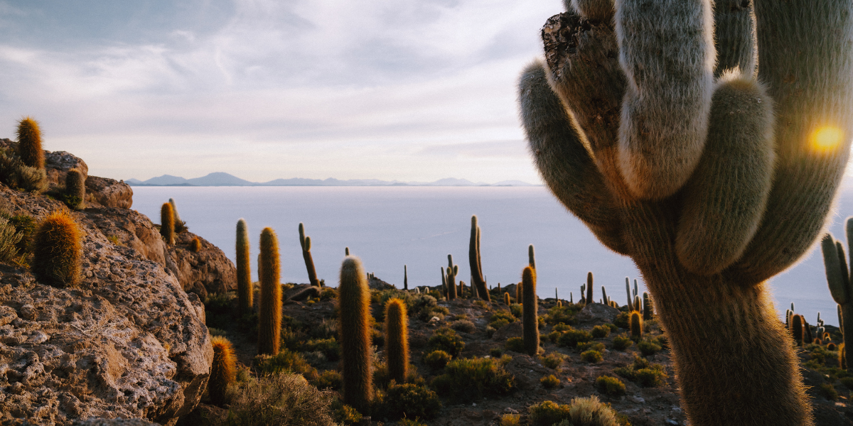 Recouverte de cactus ! 