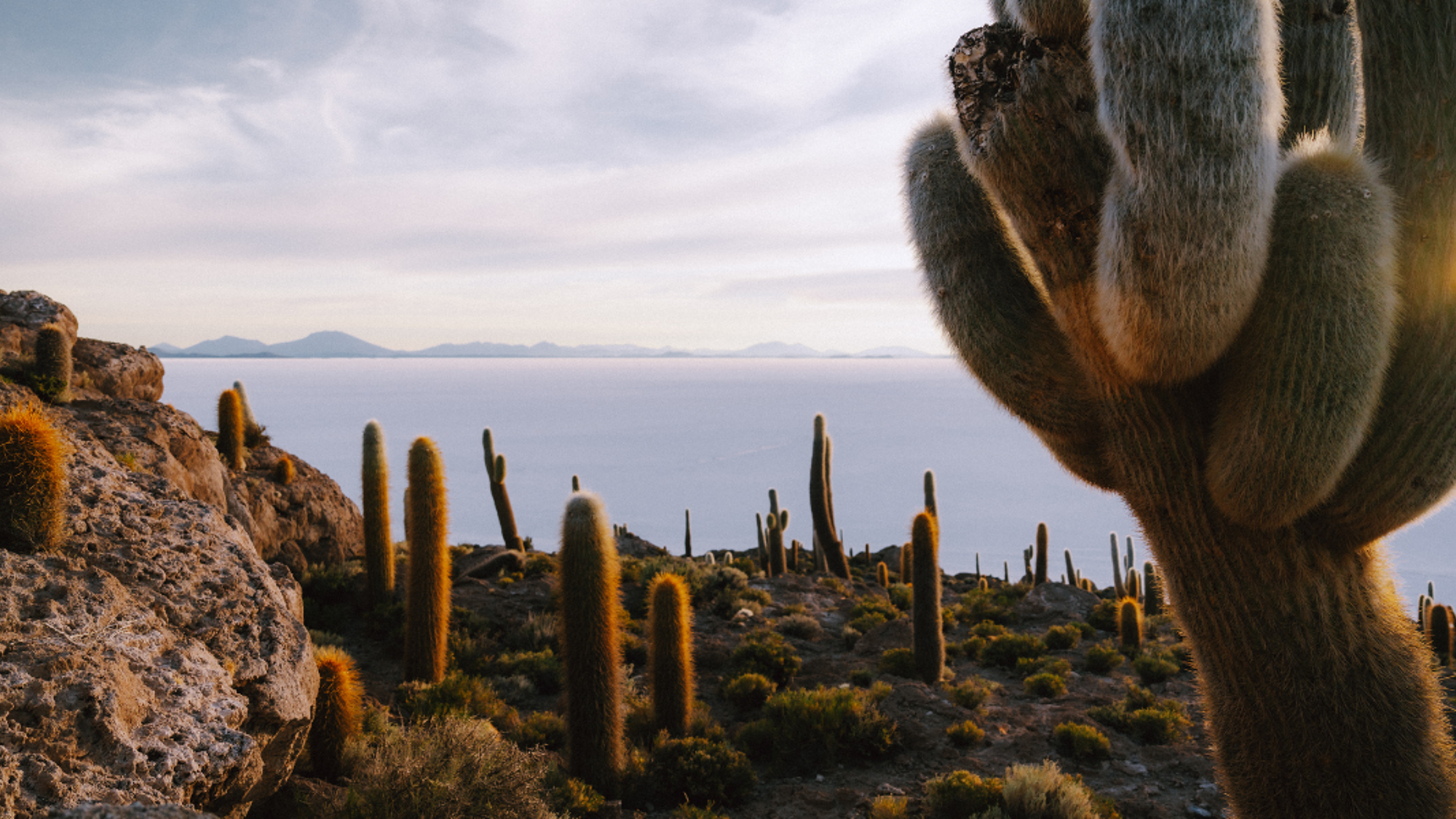 Recouverte de cactus !