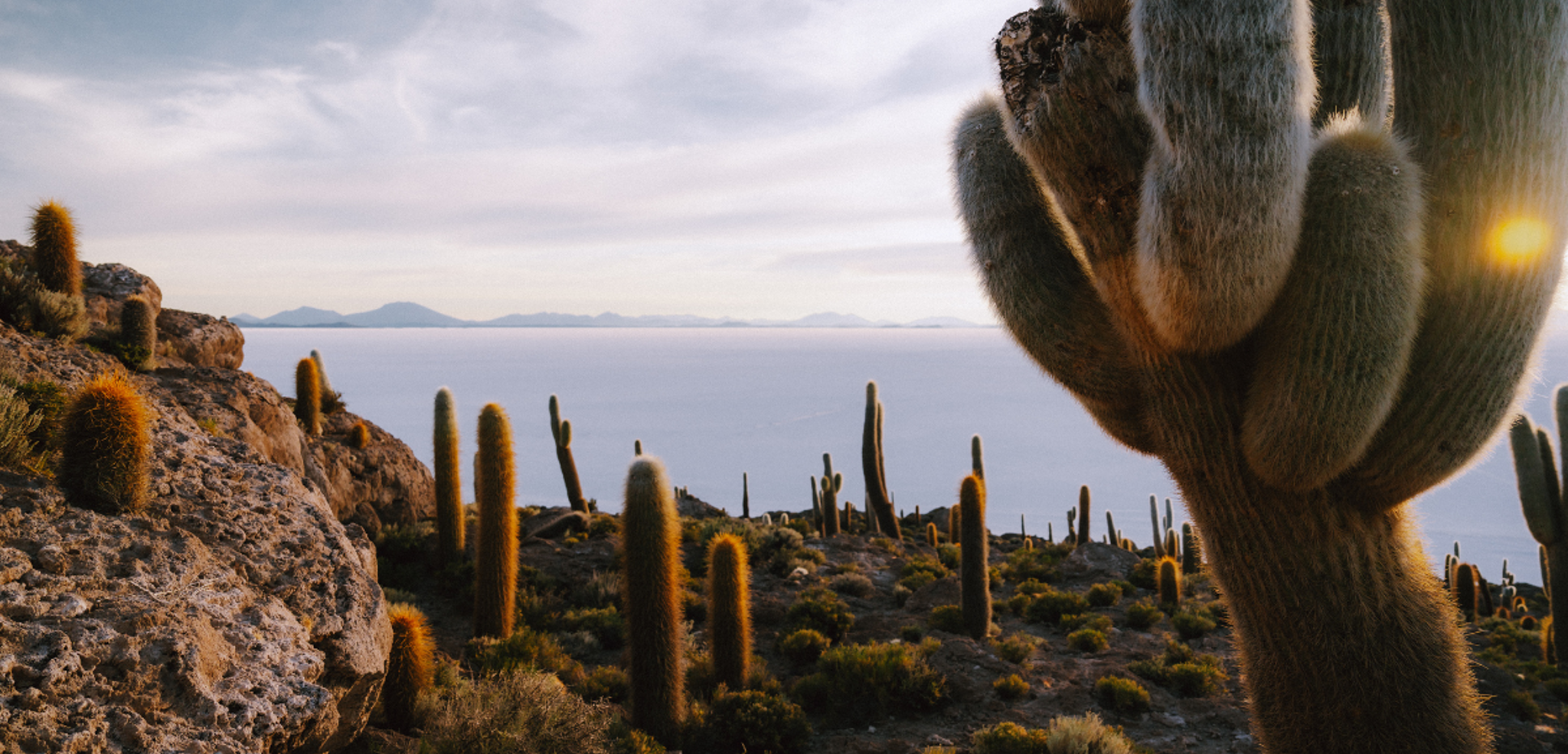 Recouverte de cactus !