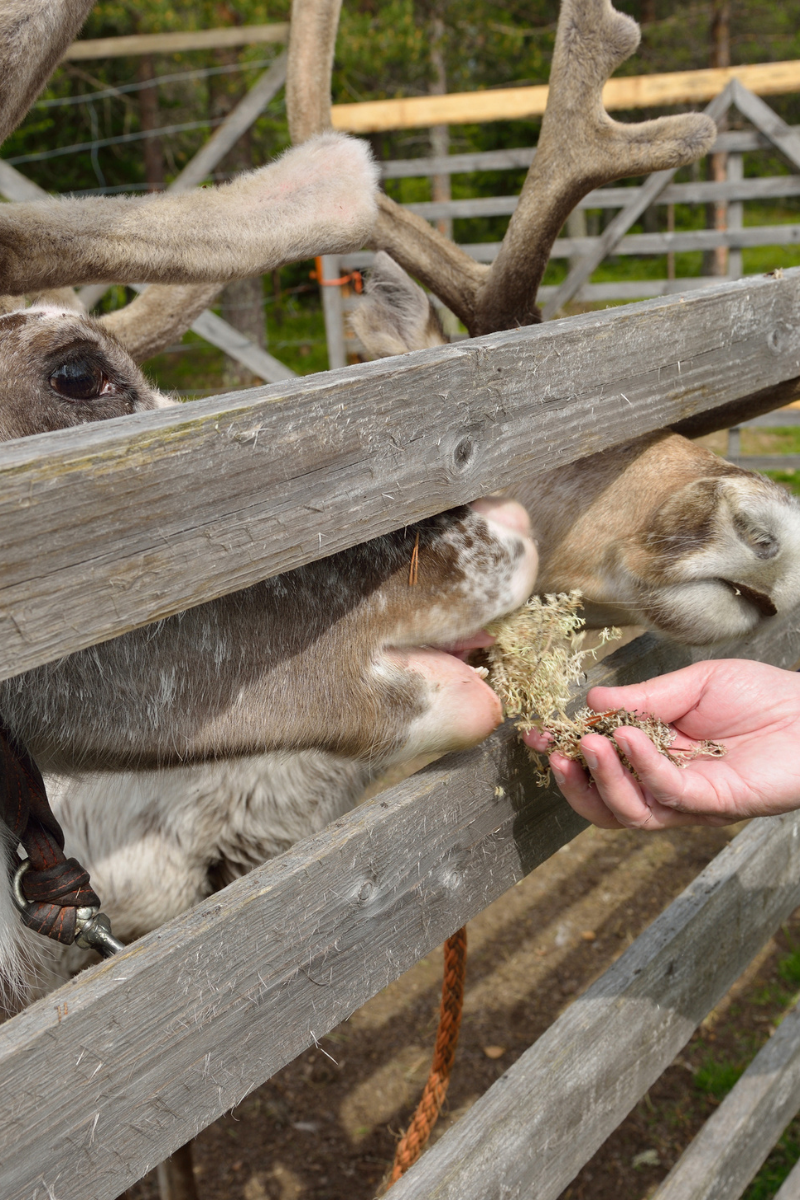 Rencontre des rennes de la ferme, Finlande