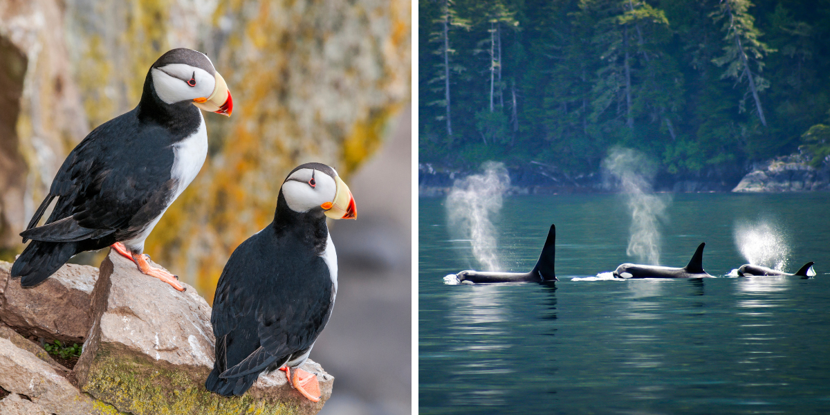 Dans les airs et en mer 