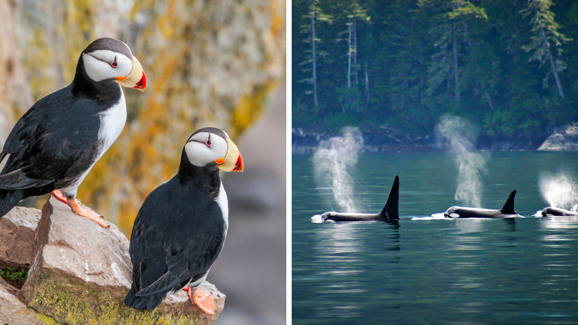 Dans les airs et en mer