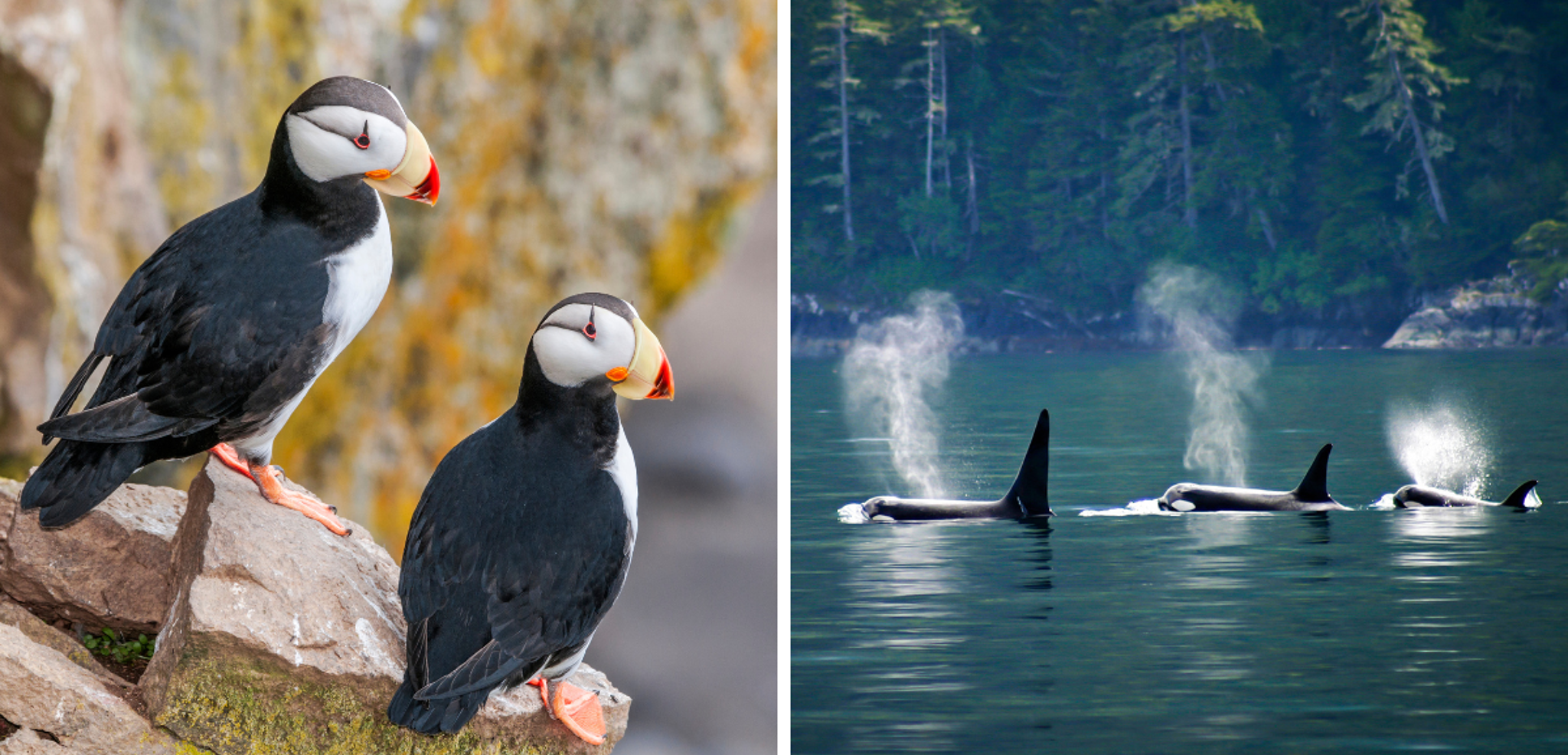 Dans les airs et en mer