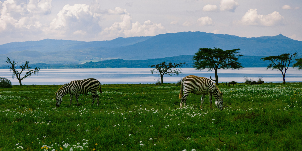 Lac Naivasha, Kenya ©Shutterstock
