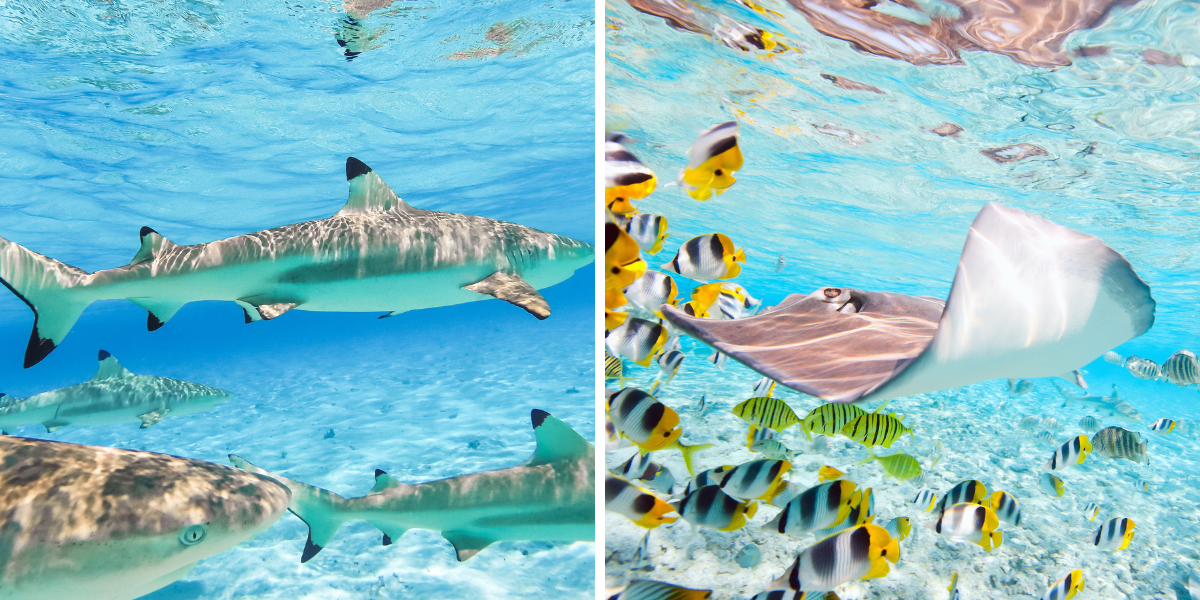 ... à la rencontre des raies et des requins 