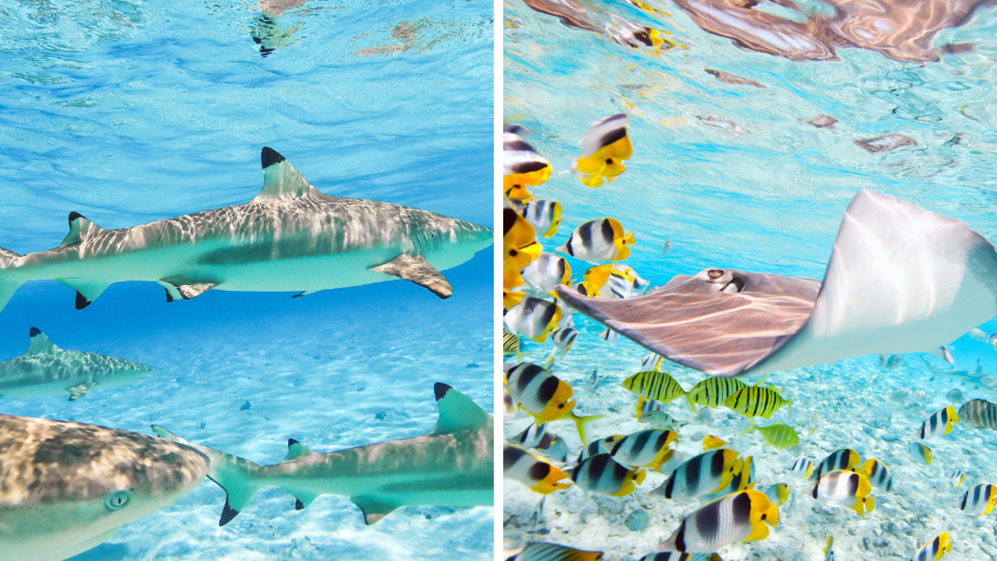 ... à la rencontre des raies et des requins