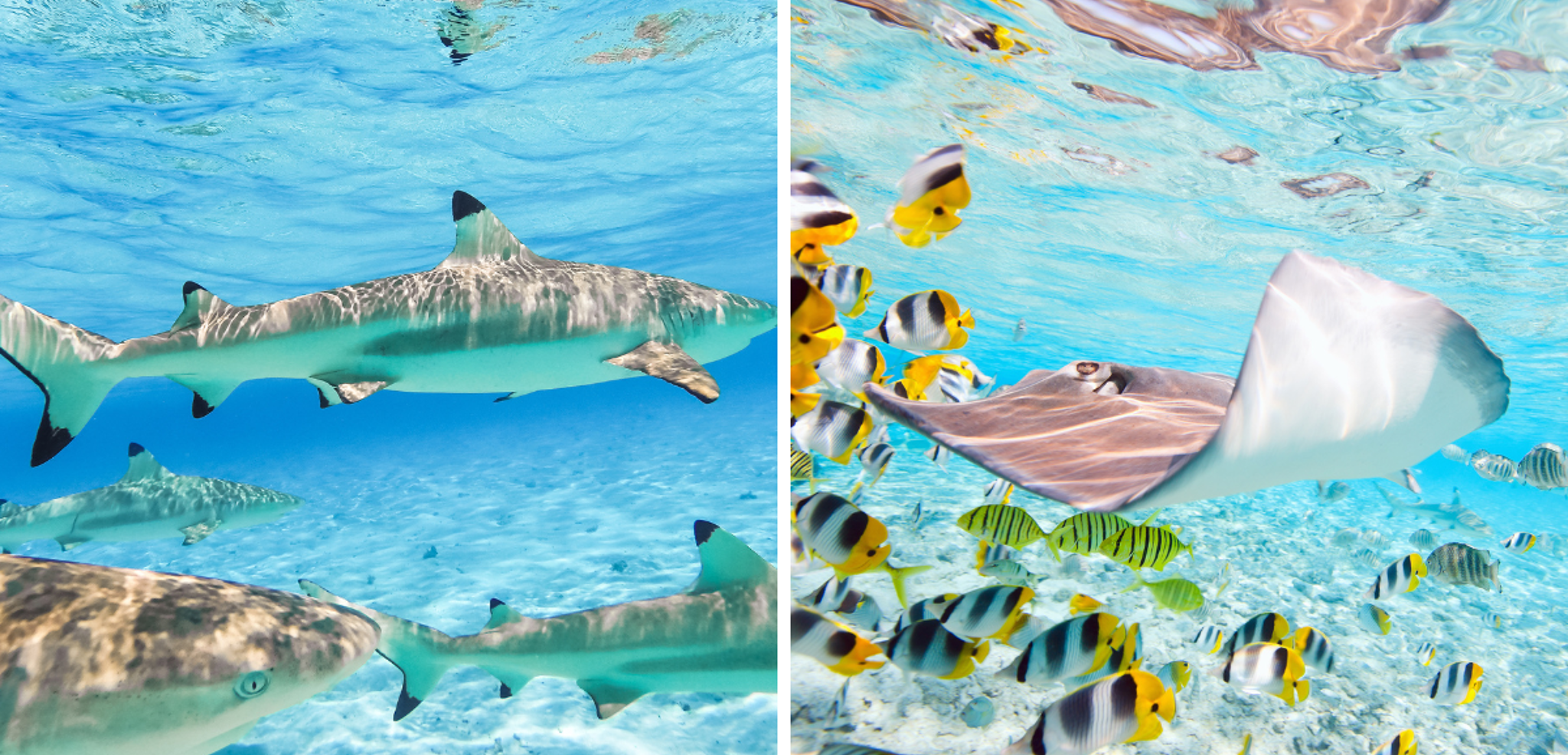 ... à la rencontre des raies et des requins