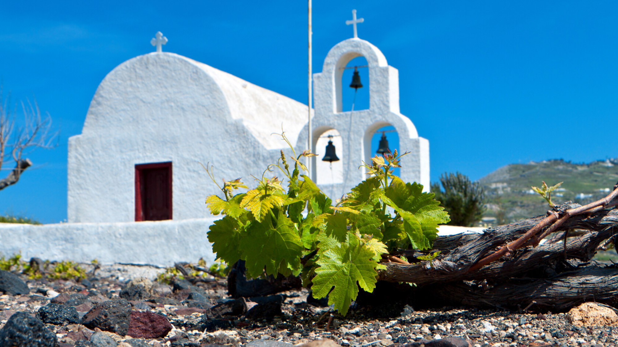 Visitez les vignobles de l'île