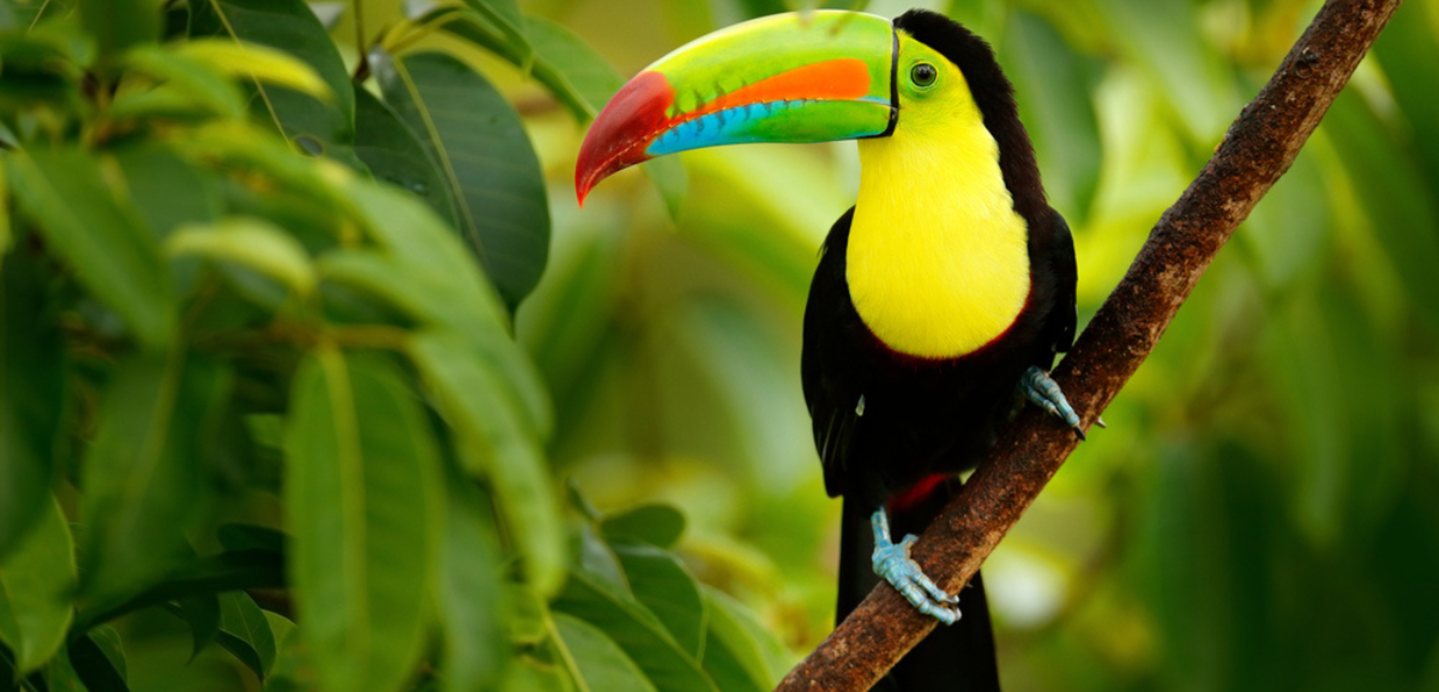 Bienvenue au Costa Rica, véritable paradis tropical !