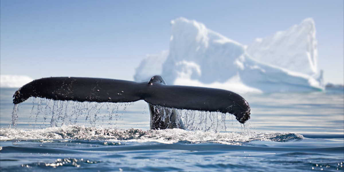 ...pour tenter d'observer la faune sauvage ! 