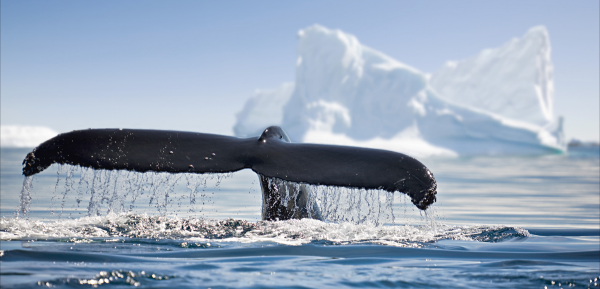 ...pour tenter d'observer la faune sauvage !