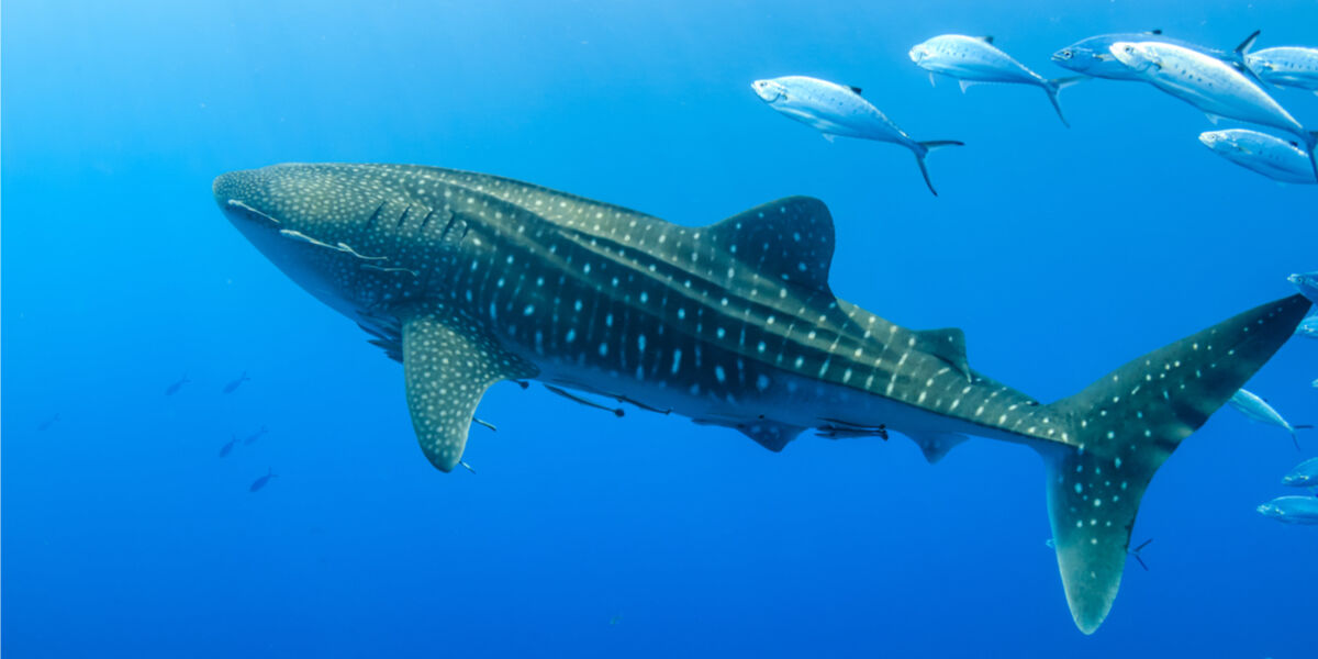 Partez à la rencontre des requins-baleines ...