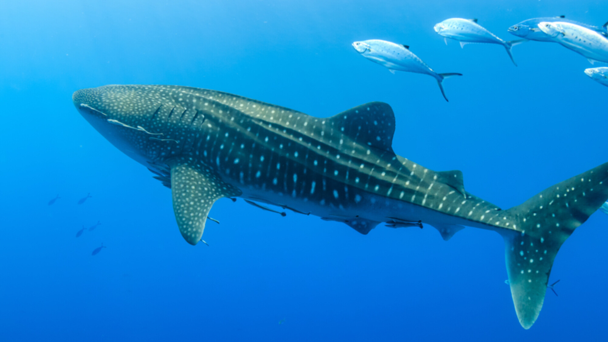 Partez à la rencontre des requins-baleines ...