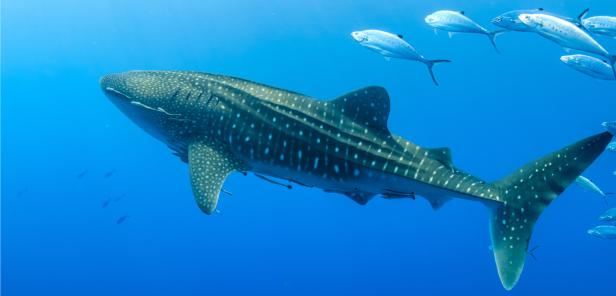 Partez à la rencontre des requins-baleines ...