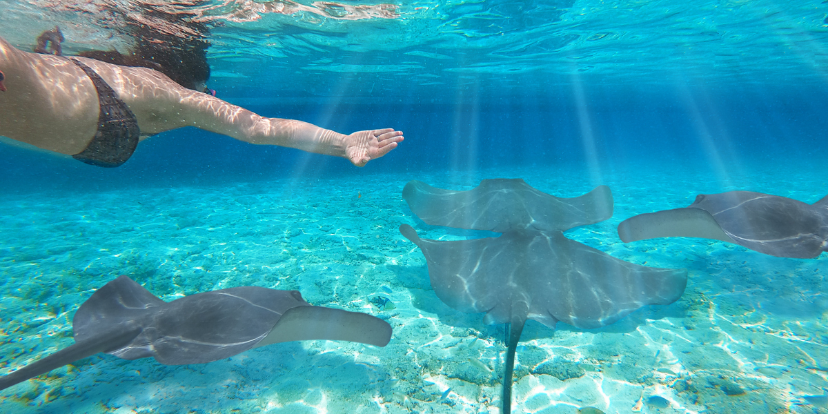 Rencontre avec les raies, Bora bora ©Shutterstock
