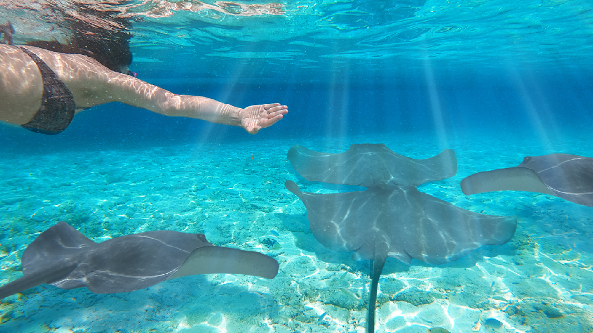 Rencontre avec les raies, Bora bora ©Shutterstock