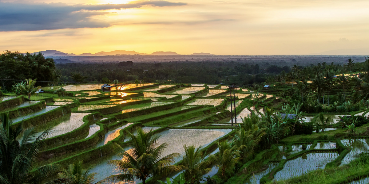 Découvrez le panorama incroyable de Jatiluwih