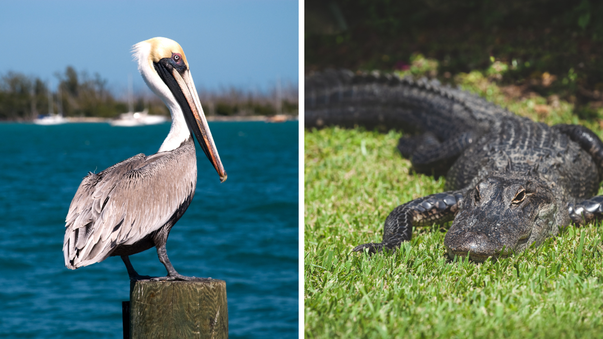 A la découverte de la faune locale