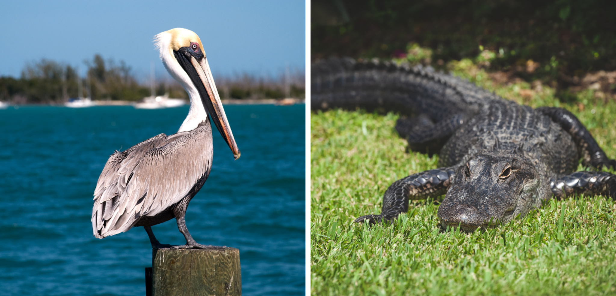 A la découverte de la faune locale
