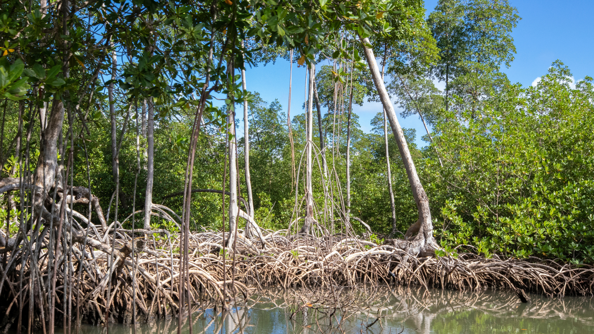 Parc national de Los Haitises, République Dominicaine ©Shutterstock