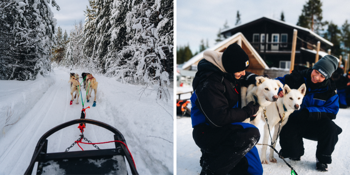 C'est parti pour un trip en traineau à chiens 