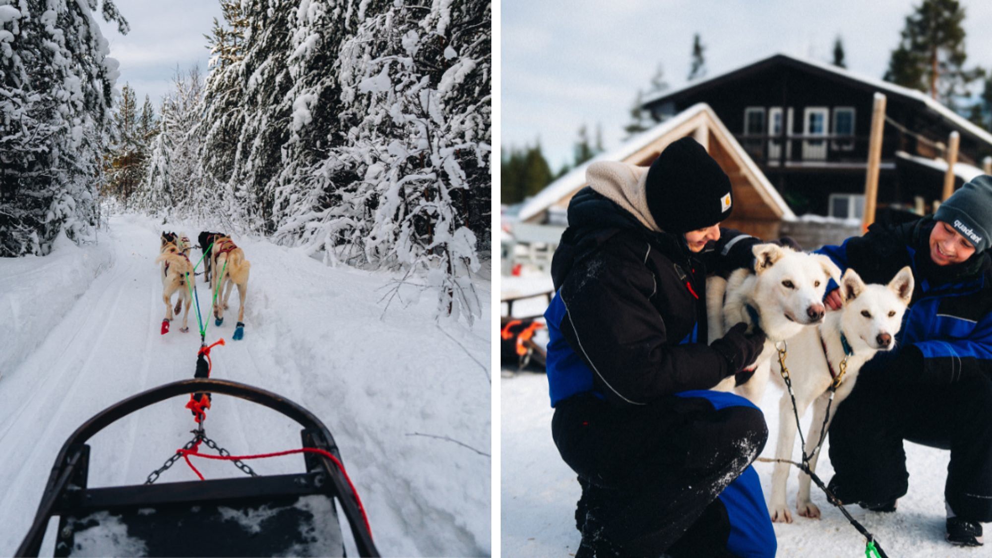 C'est parti pour un trip en traineau à chiens