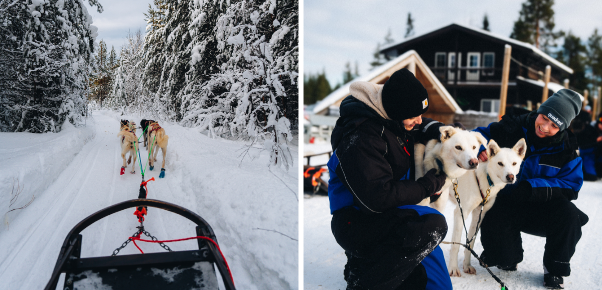 C'est parti pour un trip en traineau à chiens